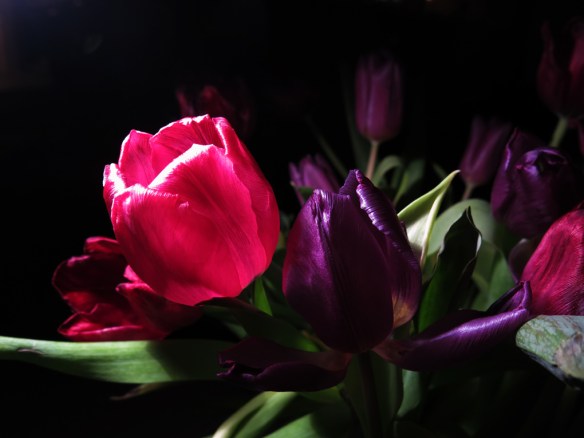 17 feb 16 vissen tulpan 7