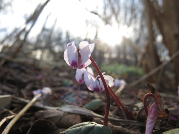27 feb 16 dvärgcyklamen Cyclamen coum 3