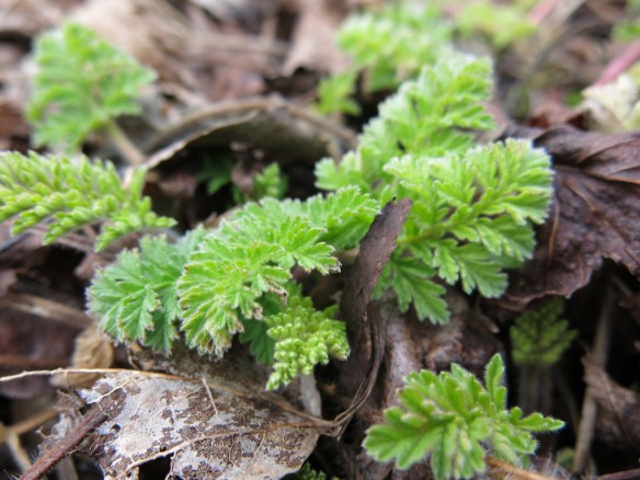 27 feb 16 Erodium Cezembre