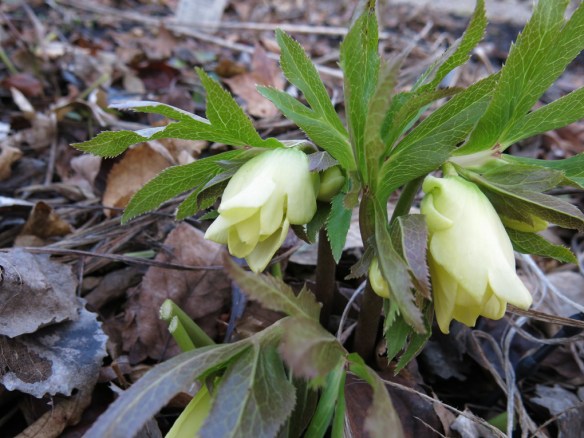 27 feb 16 gul julros Yellow Wilgenbroek selection