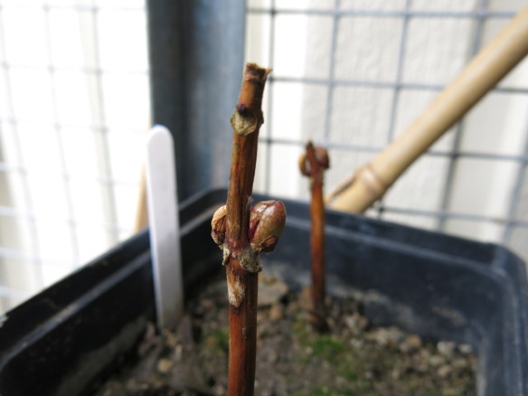 27 feb 16 hortensia UK stickling