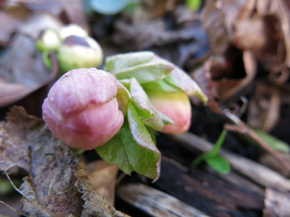 27 feb julros i knopp