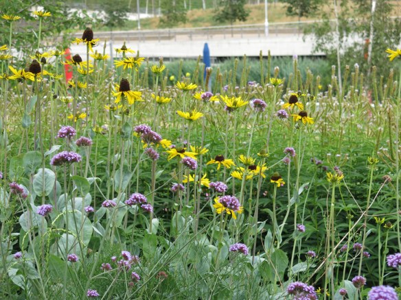 28 juli 15 Queen Elizabeth Olympic park Europe 8