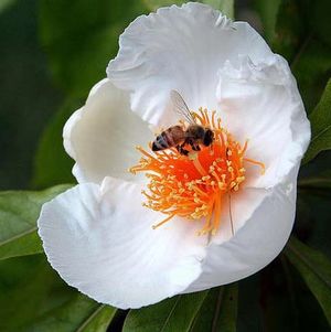 Franklinia