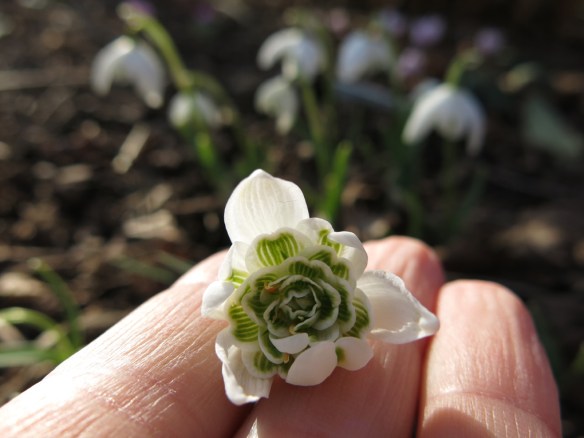 12 mars 16 fylld snödroppe 2