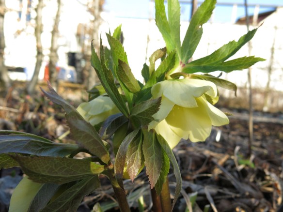 12 mars 16 gul julros