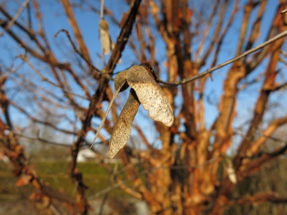 12 mars 16 kopparlönn