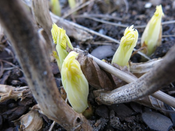 12 mars 16 löjtnantshjärta