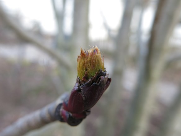 20 mars 16 dodong ullungrönn knopp
