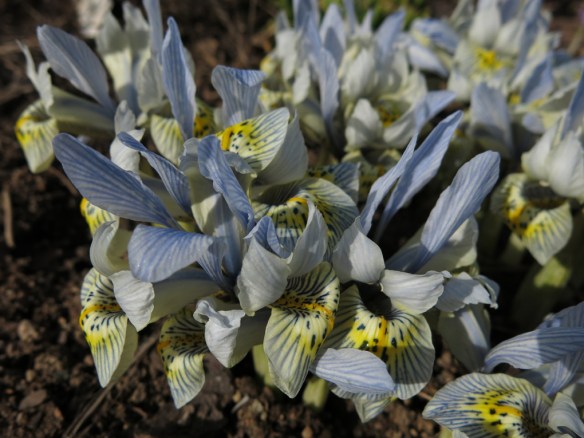 20 mars 16 iris katharine hodgkin