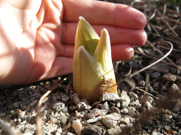 20 mars 16 jättestäpplilja