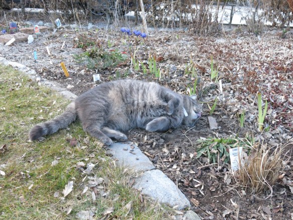 20 mars 16 katt kattmynta