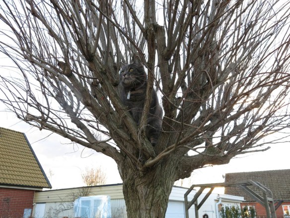 20 mars 16 katt klotrobinia