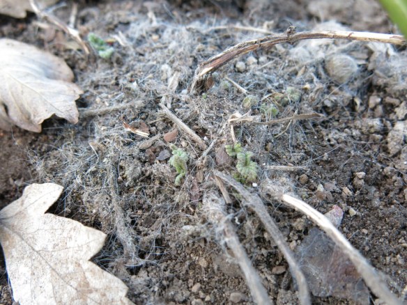 20 mars 16 kattmynta