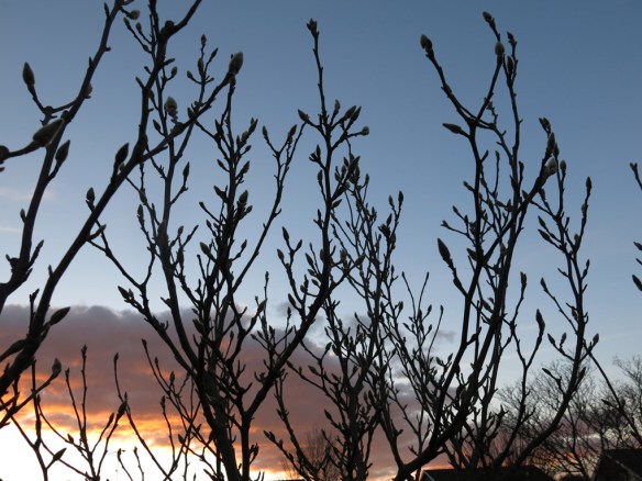 20 mars 16 magnoliaknoppar