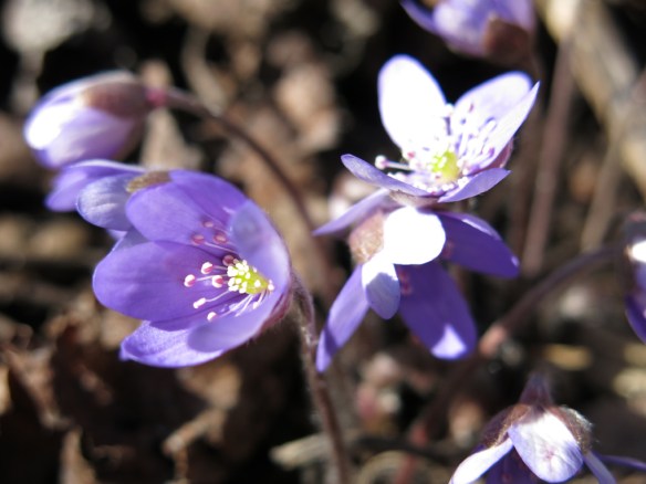 26 mars 16 blåsippa 1