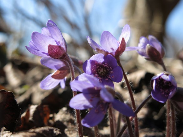 26 mars 16 blåsippa 3