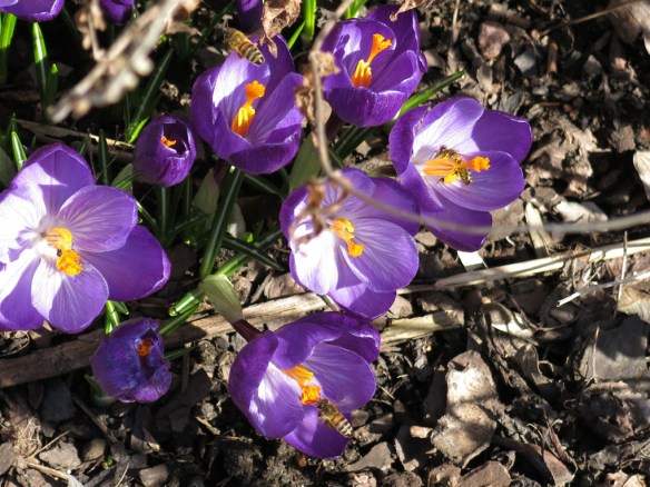 26 mars 16 lila krokus bin