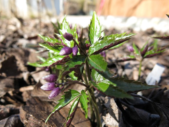 26 mars 16 ungersk tandrot