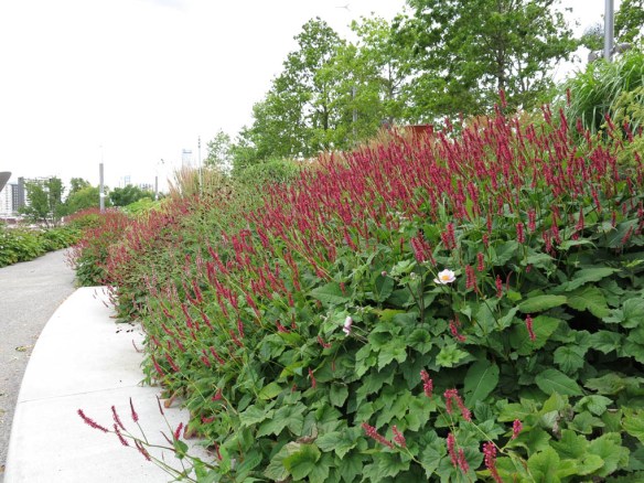 28 juli 15 Queen Elizabeth Olympic park Asien 12