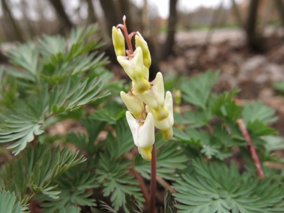 17 april 16 vitt sjömanshjärta