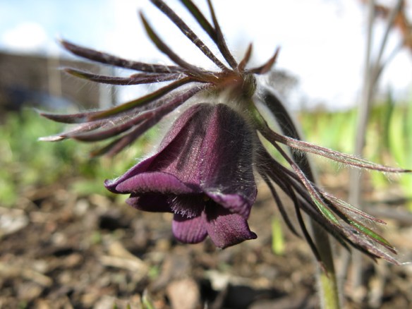 19 april 16 lila backsippa