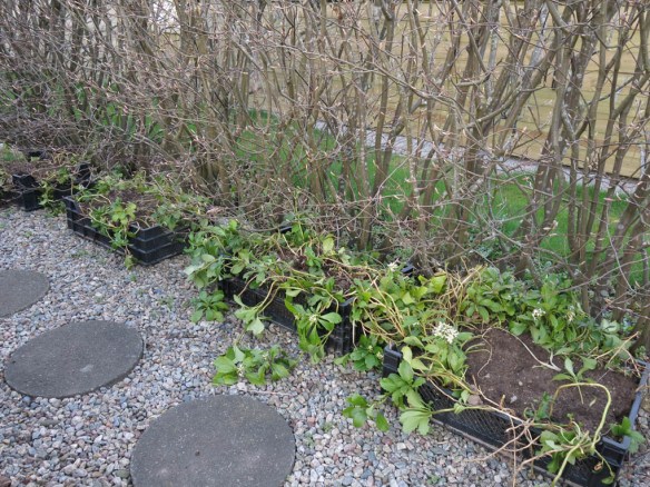 19 april 16 uppgrävd skuggröna 1