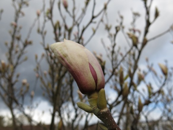 24 april 16 praktmagnolia knopp