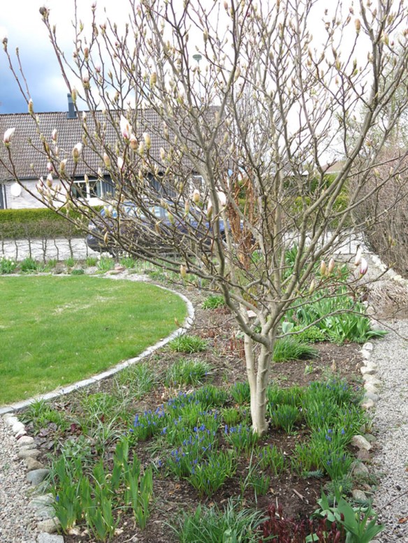 24 april 16 praktmagolia pärlhyacint