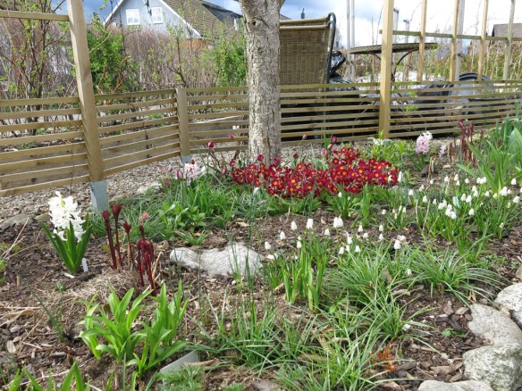 24 april 16 skära rabatten