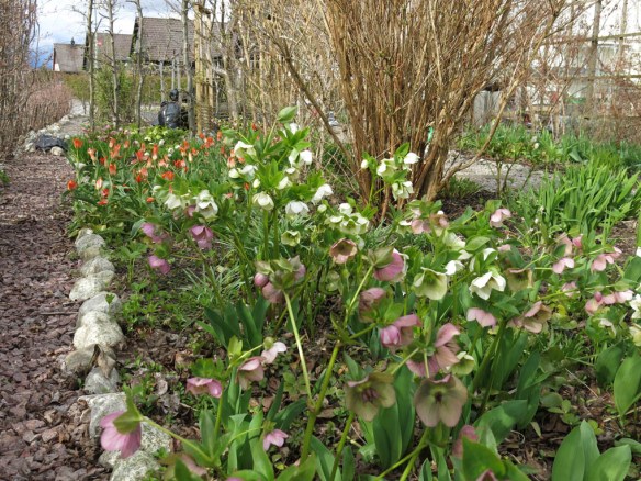 24 april 16 Trädhörnet julrosor tulpaner