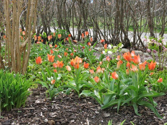 24 april 16 trädhörnet tulpan Orange Toronto