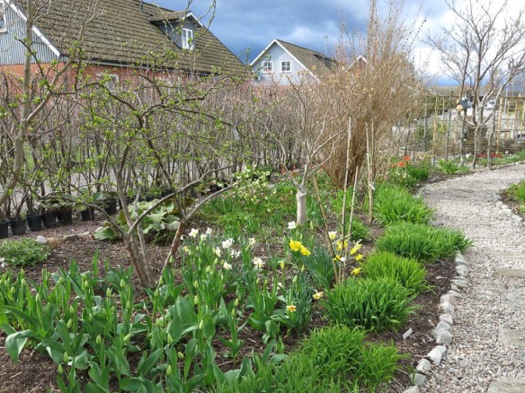 24 april 16 Trädhörnet tulpaner narcisser