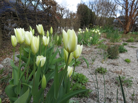 24 april 16 tulpan stäpprabatt purissima