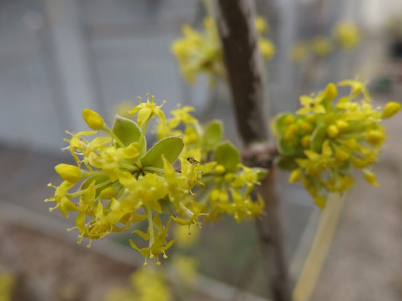 3 april 16 körsbärskornell