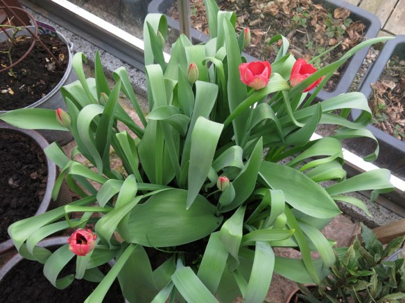 3 april 16 tulpaner vårkruka