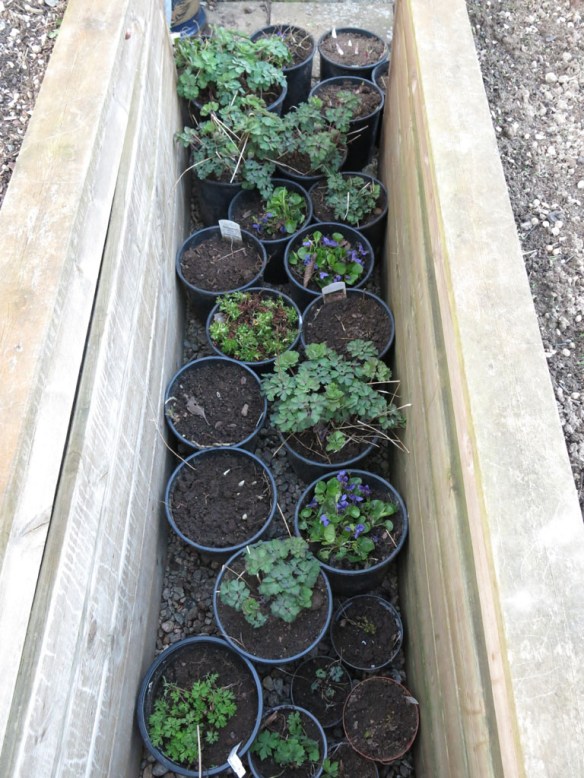 7 april 16 Trädhörnet grävning fiber 2