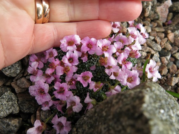 9 april 16 Saxifraga 'Sissi'