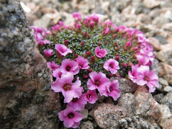 9 april 16 Saxifraga x lismoriensis 'Lismore Gem'