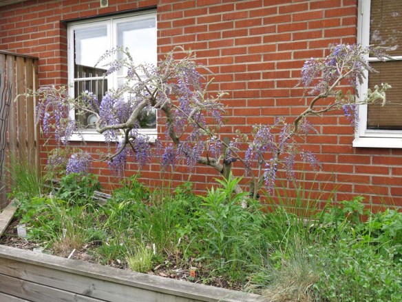 18 maj 16 blåregn 1