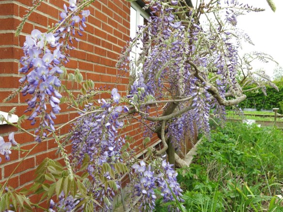 18 maj 16 blåregn 5