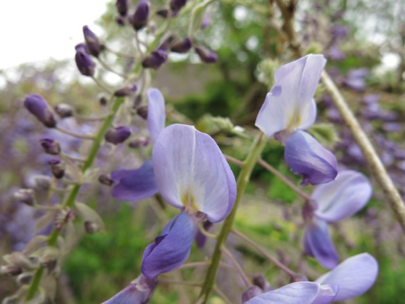 18 maj 16 blåregn 6