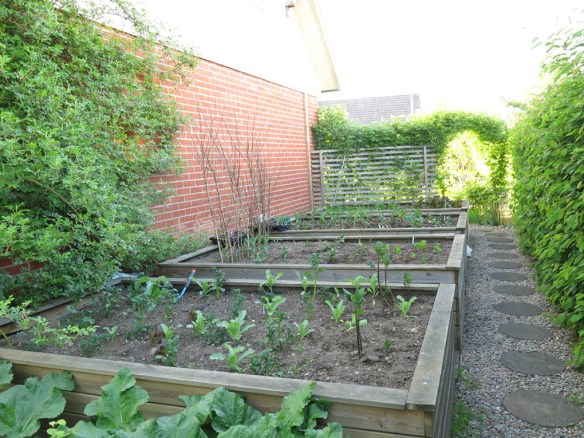 24 maj 16 trädgårdslandet grönsaker