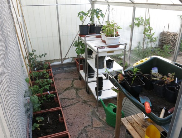 24 maj 16 växthuset tomater