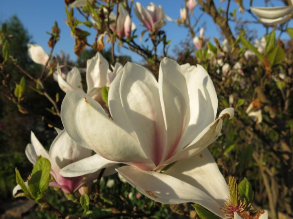 9 maj 16 praktmagnolia