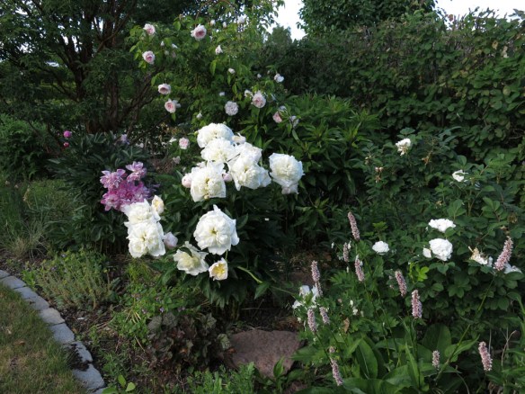 11 juni 16 pionrabatten 1