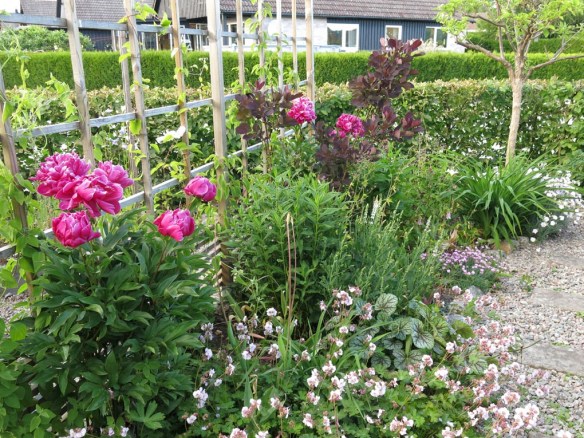 11 juni 16 skära rabatten pioner 1