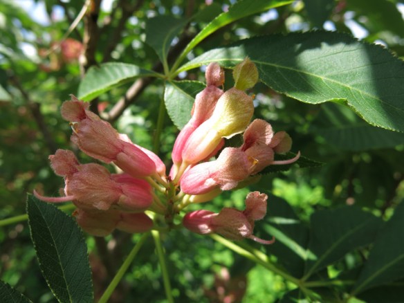 4 juni 16 amerikansk kastanj koehnei 1
