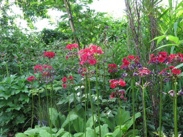 4 juni 16 kandelaberviva trädhörn 1