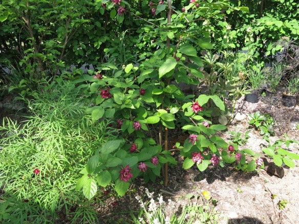 4 juni 16 trädgårdskryddbuske pion delawaii